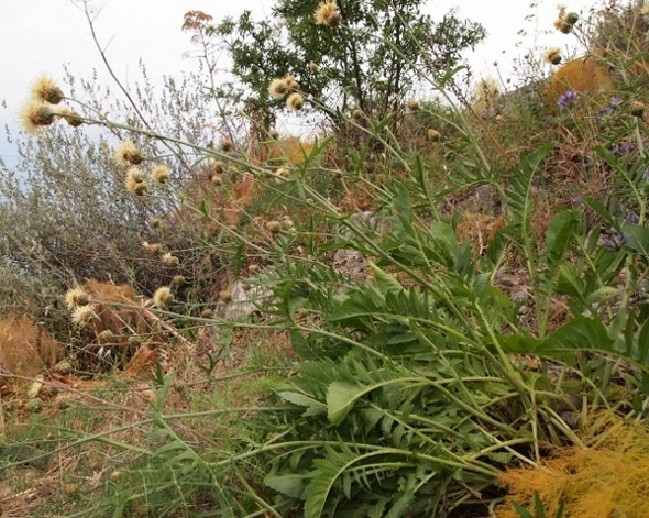 Centaurea tauromenitana Guss.