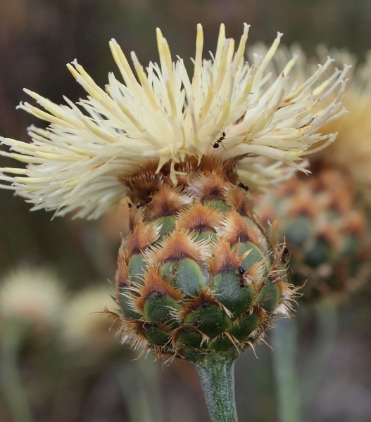 Centaurea tauromenitana Guss.