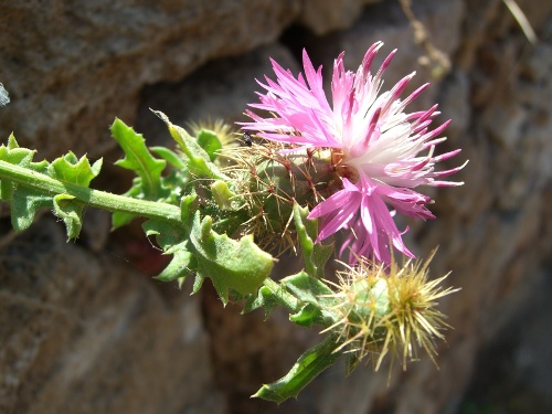 Centaurea sphaerocephala / Fiordaliso delle spiagge