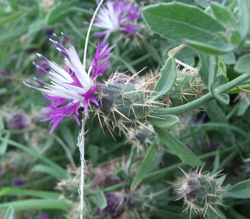 Centaurea sphaerocephala / Fiordaliso delle spiagge