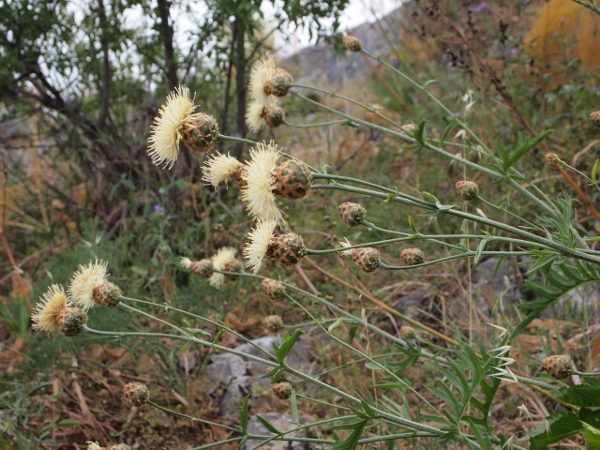 Centaurea tauromenitana Guss.
