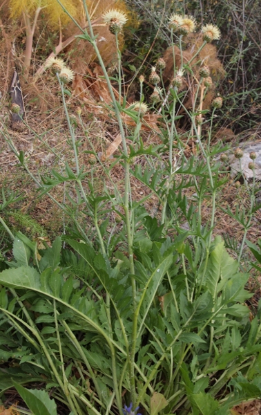 Centaurea tauromenitana Guss.