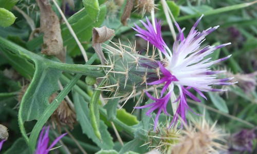 Centaurea sphaerocephala / Fiordaliso delle spiagge