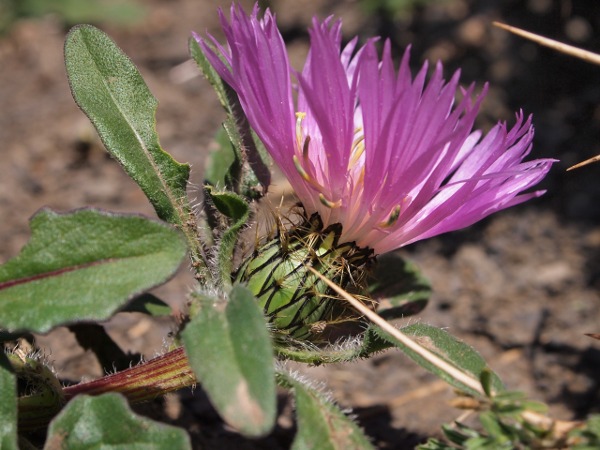 Asteracea del Babor - Algeria: Centaurea pullata L.