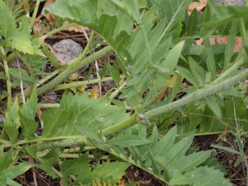 Centaurea tauromenitana Guss.