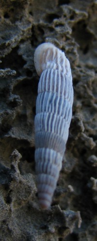 Albinaria di Creta 2 [Albinaria cf. sublamellosa]