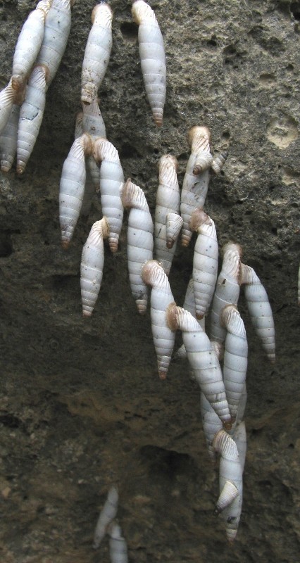 Albinaria di Creta [Albinaria cf. cretensis]