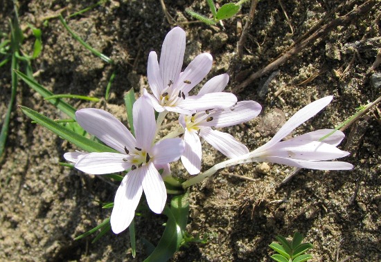 Colchicum cupanii / Colchico di Cupani