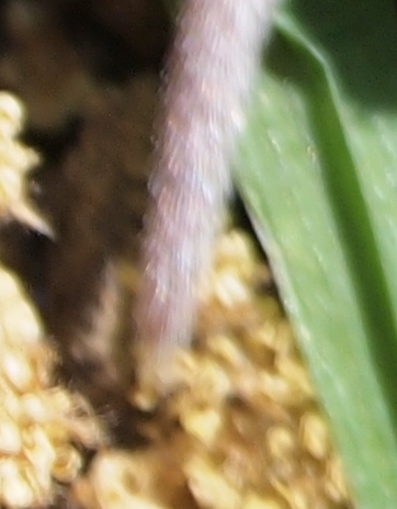 Crocidurina sicula - Bosco Ficuzza (PA)