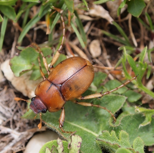 Monti Sicani Sicilia quota m1200: Geotrogus sicelis