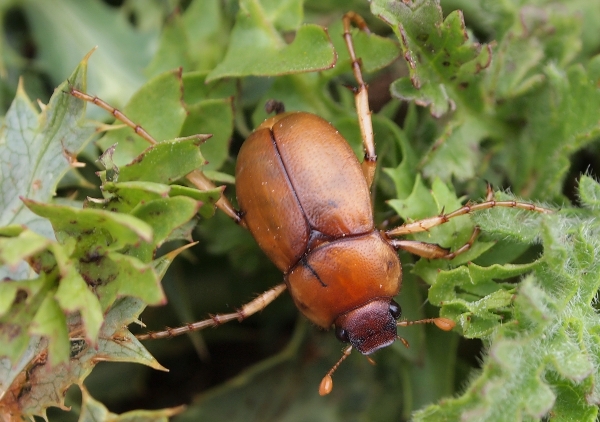 Monti Sicani Sicilia quota m1200: Geotrogus sicelis