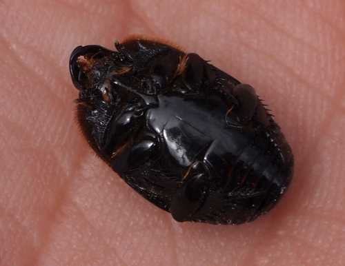 Monti Iblei - Histeridae, Pactolinus major