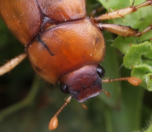 Monti Sicani Sicilia quota m1200: Geotrogus sicelis