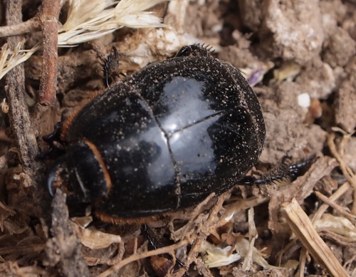 Monti Iblei - Histeridae, Pactolinus major