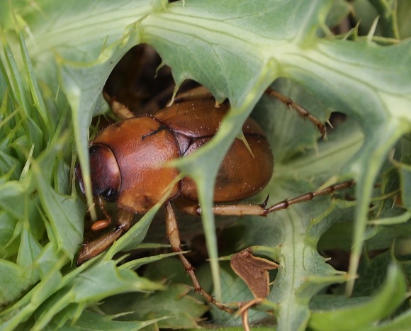 Monti Sicani Sicilia quota m1200: Geotrogus sicelis