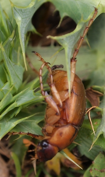 Monti Sicani Sicilia quota m1200: Geotrogus sicelis