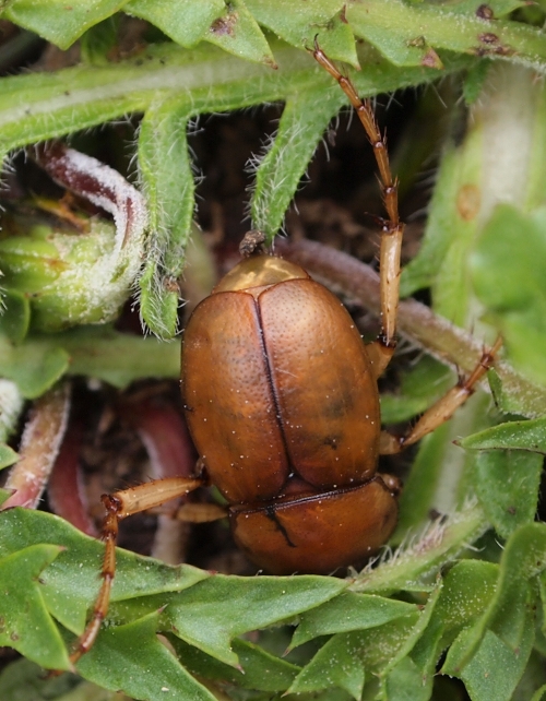 Monti Sicani Sicilia quota m1200: Geotrogus sicelis