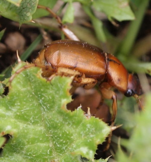 Monti Sicani Sicilia quota m1200: Geotrogus sicelis