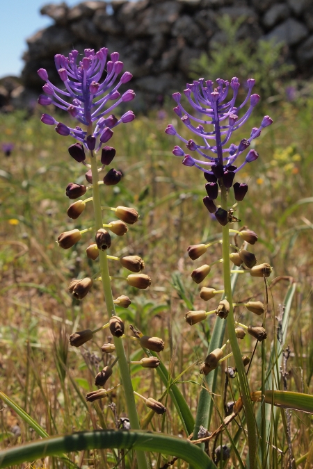 Muscari comosum / Lampagione