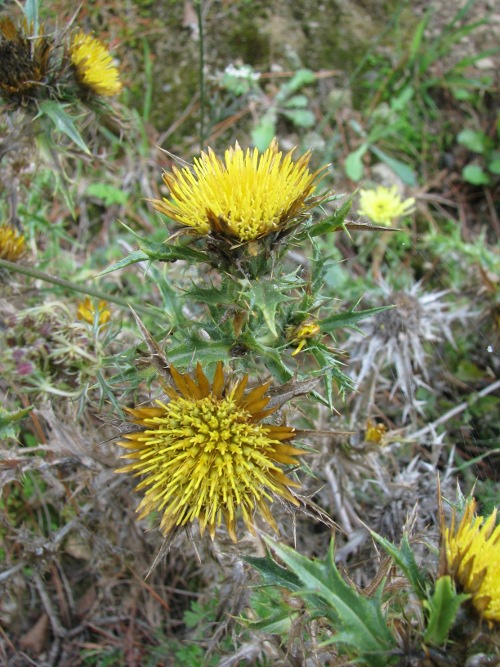 Carthamus? no, Carlina