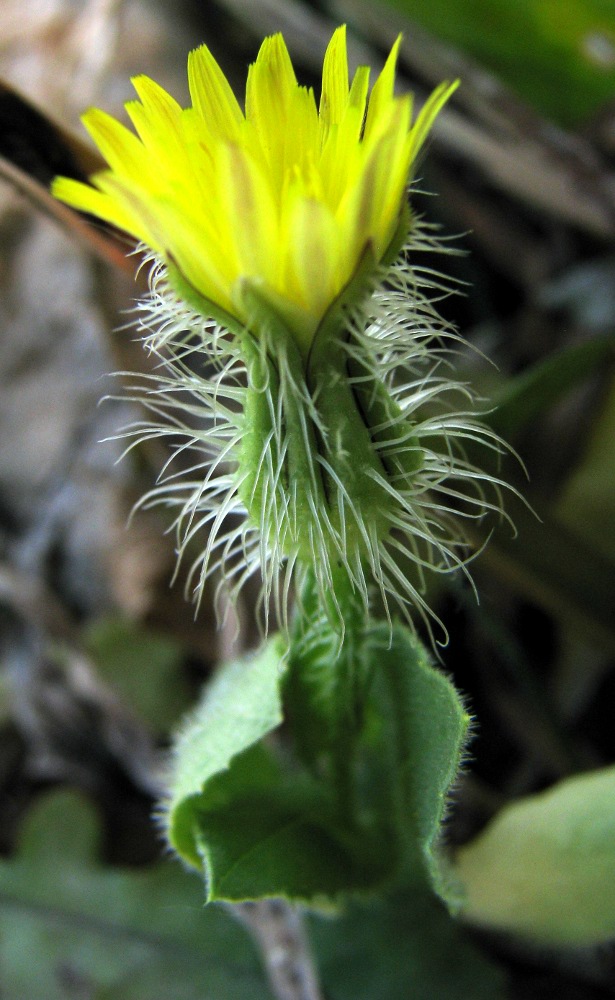 Urospermum picroides / Boccione minore