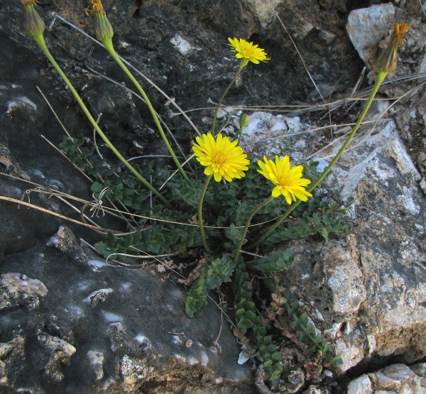 Hyoseris radiata