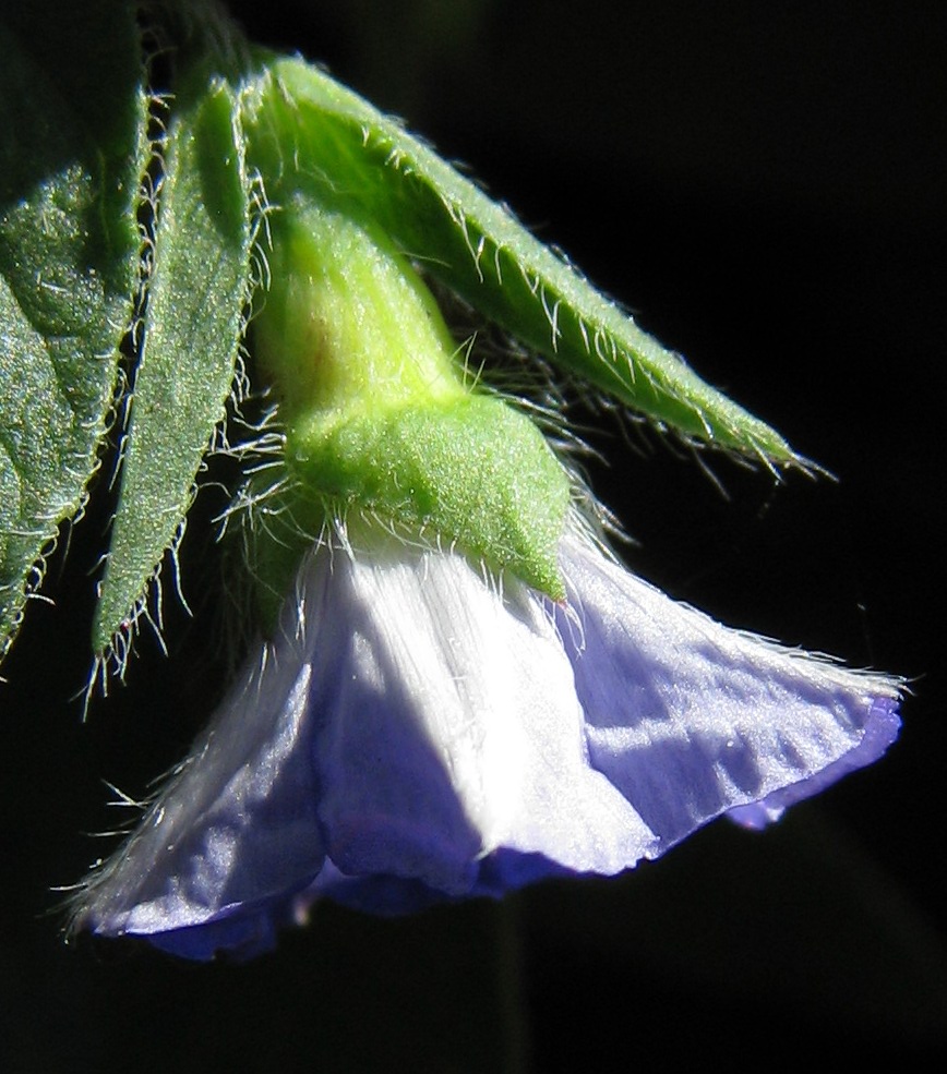 Convolvulus siculus / Vilucchio siciliano