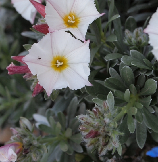 Convolvulus cneorum / Vilucchio turco