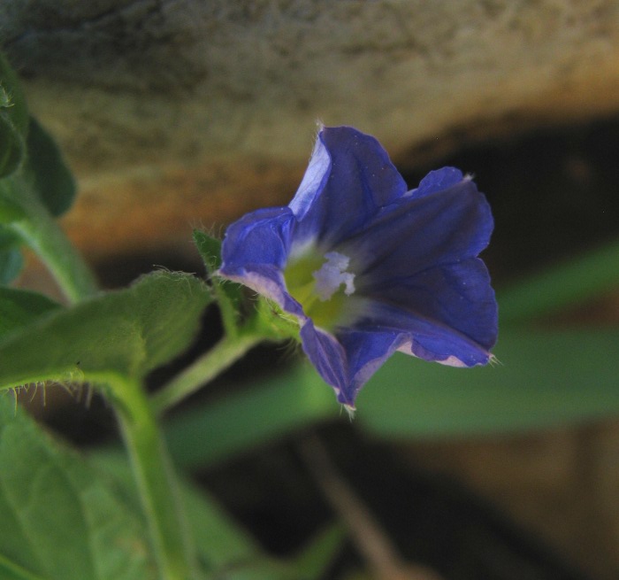 Convolvulus siculus / Vilucchio siciliano