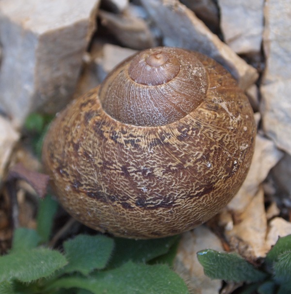 Cornu aspersum - altri elicidi del Djurdjura (Algeria)