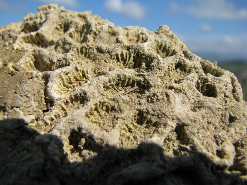 Paleoplesiastrea (?)