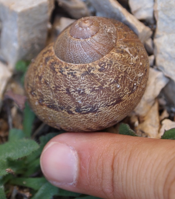 Cornu aspersum - altri elicidi del Djurdjura (Algeria)