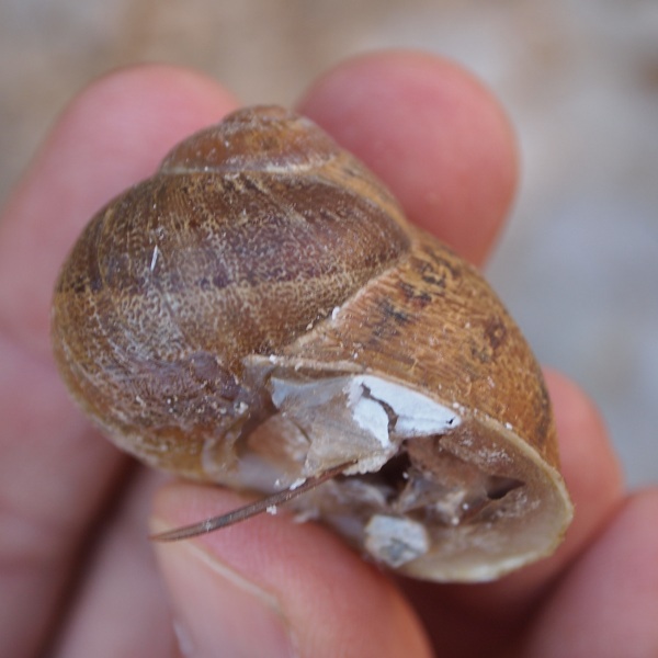 Cornu aspersum - altri elicidi del Djurdjura (Algeria)