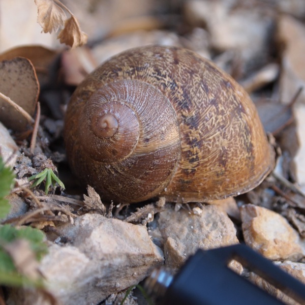 Cornu aspersum - altri elicidi del Djurdjura (Algeria)