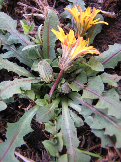 tarassaco...? - Taraxacum sp.