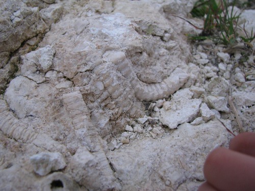 crinoidi del permiano