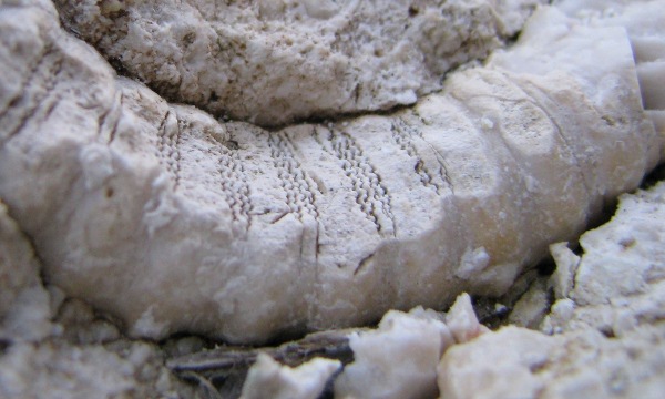 crinoidi del permiano