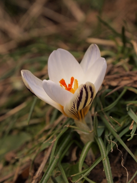 Crocus biflorus / Zafferano selvatico