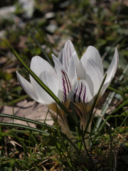 Crocus biflorus / Zafferano selvatico
