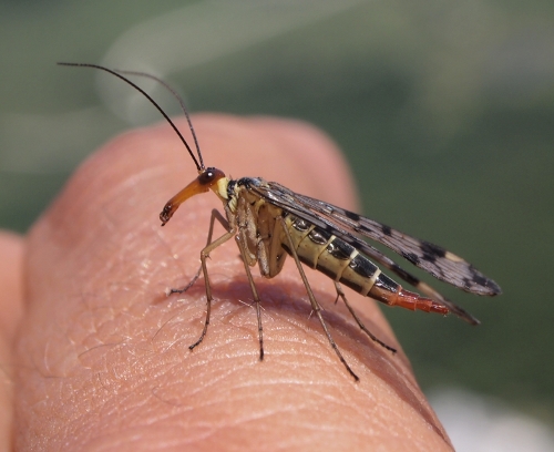 Monti Sicani (Sicilia): femmina di Panorpa annexa