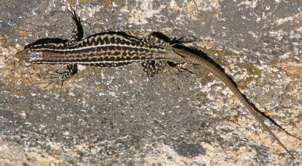 Podarcis tiliguerta - Lucertola tirrenica