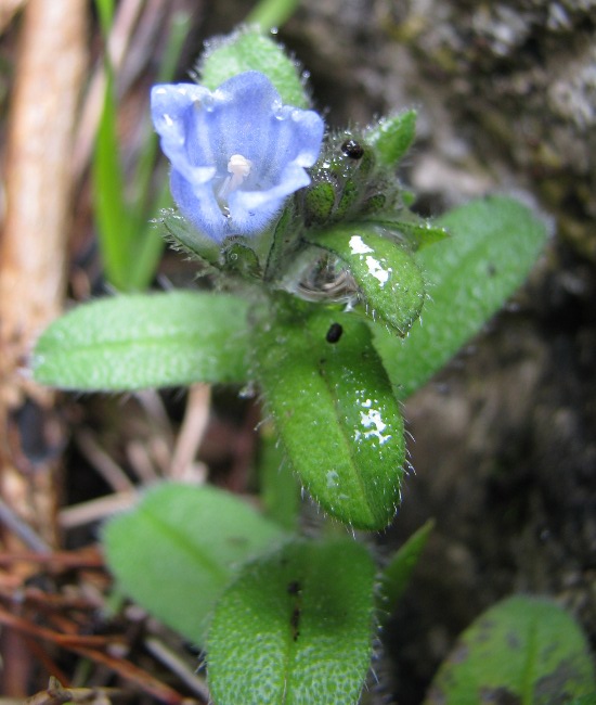 Echium parviflorum / Viperina parviflora