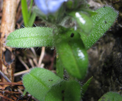 Echium parviflorum / Viperina parviflora