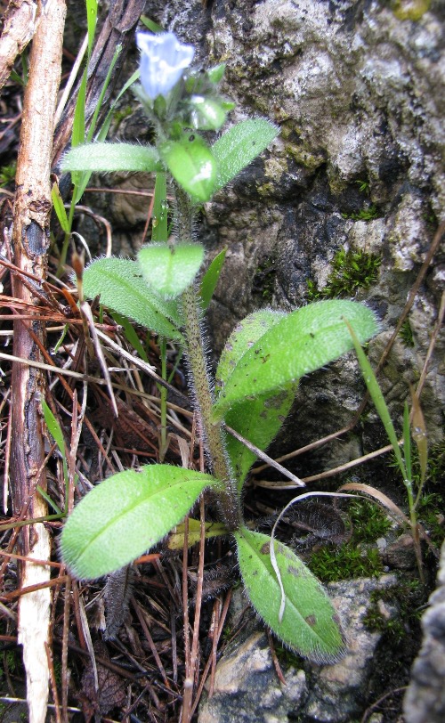 Echium parviflorum / Viperina parviflora