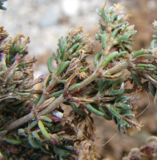Frankenia laevis / Erba-franca legnosa