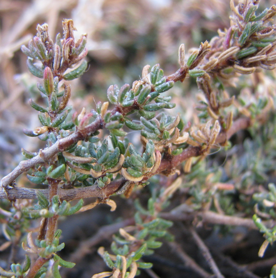 Frankenia laevis / Erba-franca legnosa