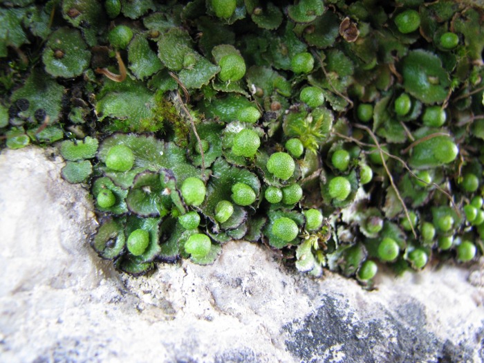 monti Sicani (sicilia)