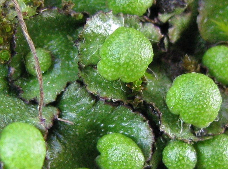 monti Sicani (sicilia)