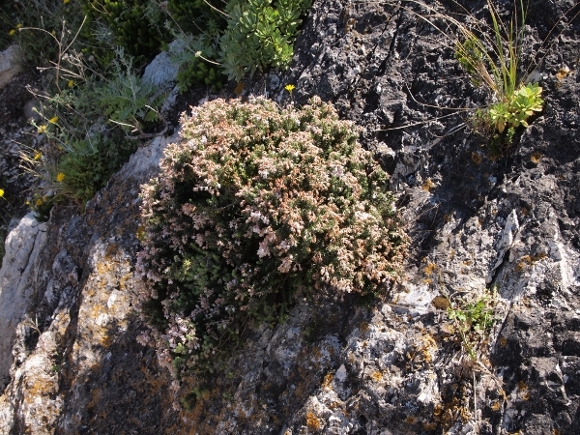 Erica sicula / Erica siciliana