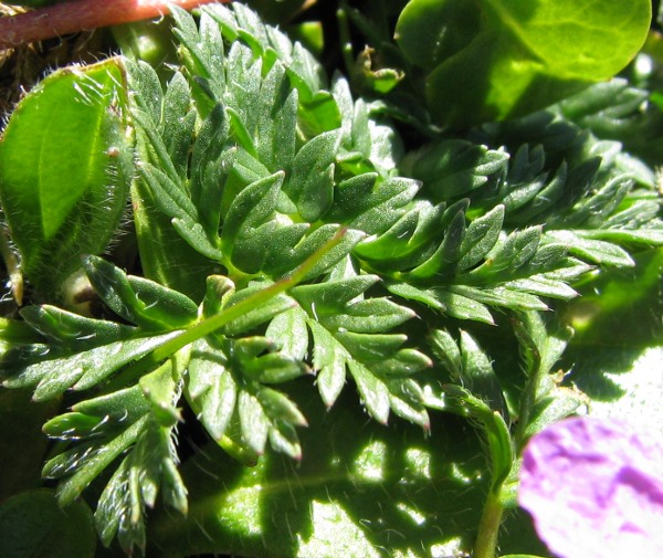 Erodium acaule / Becco di gr a rosetta